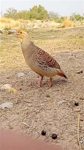 Birds Calling Pakistan Early Morning Teetar Calls #morningbirdssounds #grayfrancolin #teetarawaz