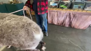 You never know what you will find at my shop. This is Star the reindeer. | Kiss a Moose LLC