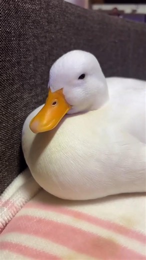 5 Secrets Your Duck Will Never Tell You! 🦆🤫
