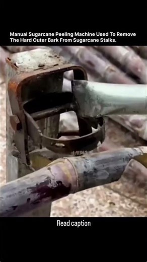 This post capture a homemade sugarcane bud cutting tool, referred as a ring cutter #didyouknowthat