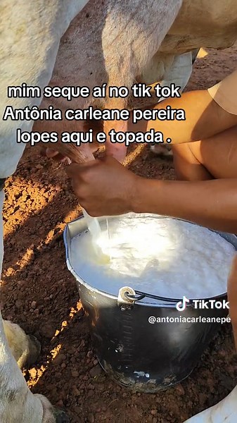 How to Milk a Cow Using a Milking Machine