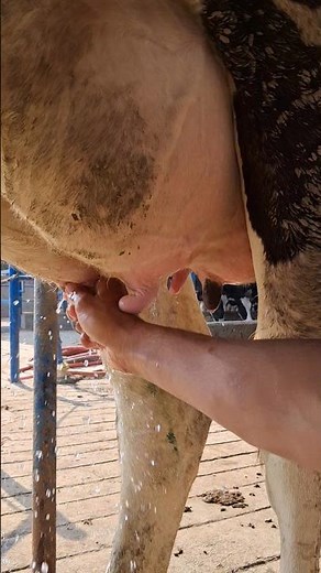 Cow Udder Cleaning Process | Daily Farm Life🐄#animallovers #cow #farming