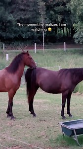 Caught in the act 🙊 📹 ourfarmlife_ (on TikTok) . . . #Paddockblade #funnyvideo #cake #horselover #farmlife #funny #funnyhorse #horses #horselife #horsegirl | Paddock Blade