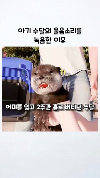 아기 수달의 울음 소리를 녹음 한 이유🎤