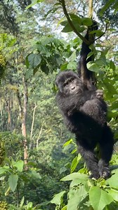 49K views · 1.1K reactions | Mon secret pour rcuprer facilement -Quies Specific Avion - 15min avant et aprs le dcollage et latterrissage pour rguler la pression dans mes oreilles Les mousses pour rduire le bruit ambiant et bi | ImSolal | Facebook