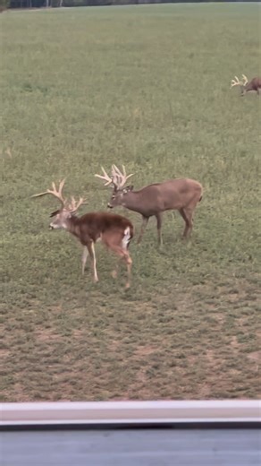 #kansaswhitetail #whitetaildeer #deerfight | Muddy Creek Whitetails