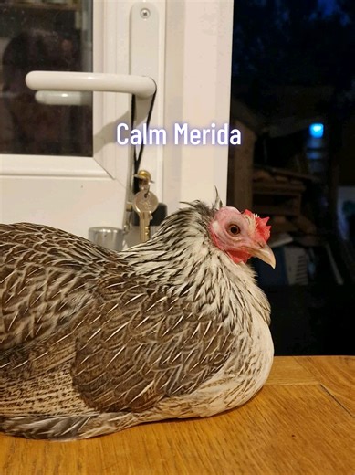 Chicken VS Dog Toy. Funny video of my Chicken Merida play fighting a dog toy. #chicken #shark #dogtoy #battle #fun@Colinprc @darrenkay305 @🙈🙉🙊king of Lego🙊🙉🙈 @👋Paul David Hocking👋 @Pheonix_Li @💜 Queen of Lego 💜 @Cliff Bacon @@Mango Splicer @TIEG CREATIONS LTD