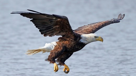 The bald eagle is officially America's national bird. Here's why it took so long