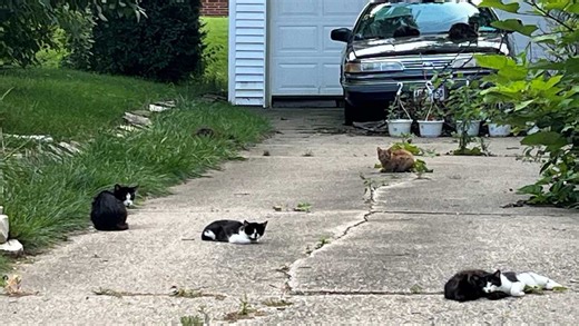Neighbors calling for action at Milwaukee 'Cat House'