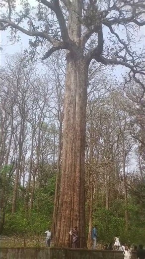 The Kannimara Teak is one of the world's largest and oldest living teak trees 🌳