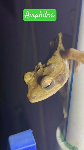 Amphibious | Amphibia | Frogs and Toads | Phylum Vertebrata | Kingdom Animalia