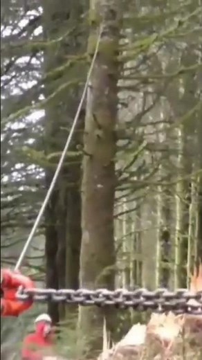 Snatch Block 101 Tree Fall