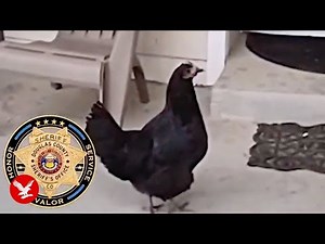 Runaway chickens lead Colorado deputy on wild chase