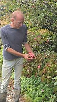 Cornus Kousa 'Miss Satomi' #gardening #floweringshrubs #arboretum #permaculture #herbs #ideas #wow