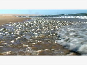 It's Your Last Chance To Catch The Grunion Run, Belmont Shore