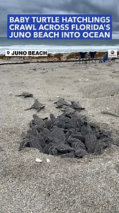 2.7M views · 24K reactions | INTO THE BLUE: A batch of leatherback...