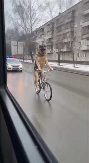 This Dog Is In A High-Speed Chase... On a BICYCLE?! (AI) | Panda Curioso