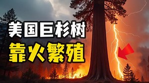 地球上最可怕的植物，居然靠火来繁殖？