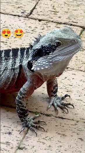 Australian Water Dragon #dragon #lizard #animals