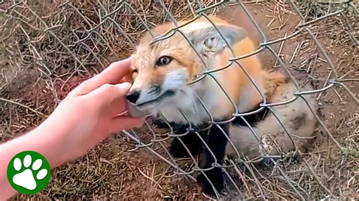 Heroic man saves baby fox trapped in fence