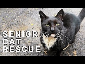 Senior Cats Rescued After Years Outside