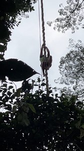 Highest tree I ever climbed in my life! | Leo Urban