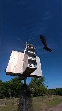 Unbelievable Rare Bird Captured on our DJI