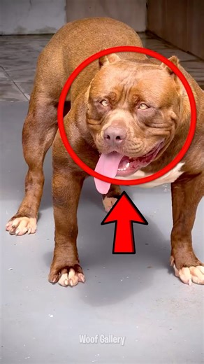 How Dangerous Guard Dogs Look When They’re Small