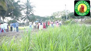 1.3K views · 27 reactions | Vanavil farms - Pongal celebration #customizedboysdress #dresscode #pongalfestival #pongal2024 #vanavilfarm | Sakthi stitching studio | Facebook