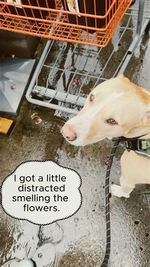 Training A Service Dog At Home Depot #dogtraining #servicedogintraining