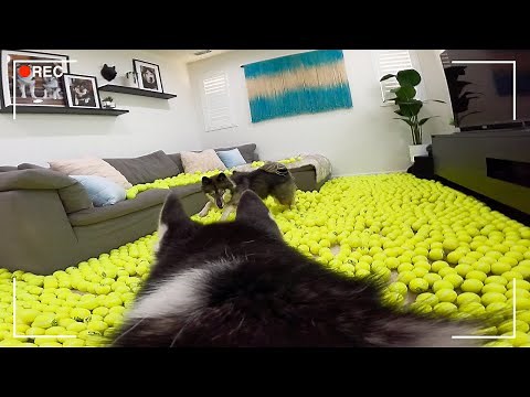 Leaving My Huskies Home Alone with a House Full Of Tennis Balls..
