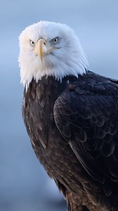 Female bald eagle posing for camera 🦅 Shot on canon R5 EF 600mm F4 III @canonusa #baldeagles #eagles #alaska #wildlife #bbcearth #baldeaglesofinstagram #canonusa #teamcanon #yourshotphotographer | Mark Bouldoukian Photography