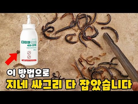 I wiped out every single centipede with this method: Learn an easy way to get rid of centipedes