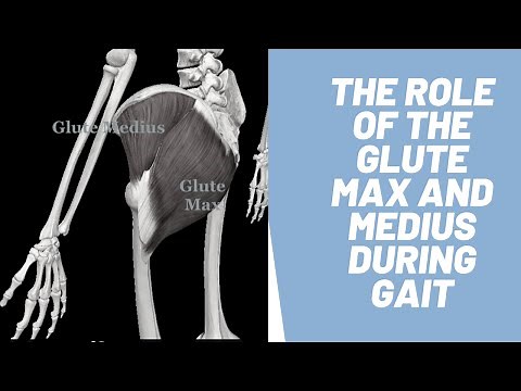 Role of Glute Max and Medius During Gait