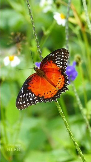 ASMR NATURE SOUND WITH BIRD AND CRICKET | Butterfly| Relaxing and deepsleep #nature #wildlife