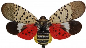 Destructive spotted lanternfly spreading south through Delaware