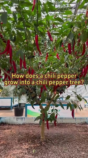 3.9K views · 39 reactions | How does a chili pepper grow into a chili pepper tree? #planting #farming #garden #agriculture #plants Vegetable.Agriculture | Vegetable.Agriculture | Facebook