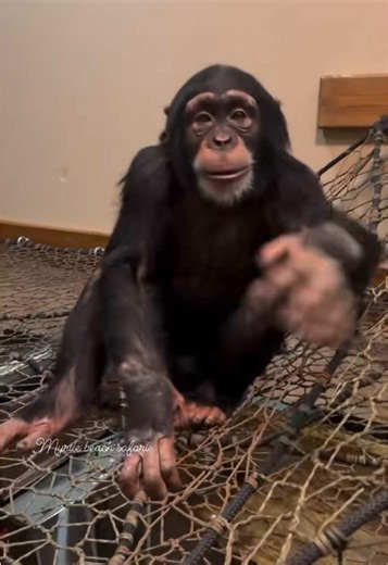 Chimpanzee Playtime: A Peek into Their World