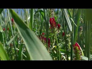 A successful cover crop season in organic farming (Triticale, hairy vetch and crimson clover).