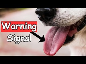Is Your Dog Drinking Too Much Water? (Signs You Shouldn’t Ignore!)
