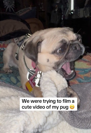 Pugcore. #pug #pugs #pugsoftiktok