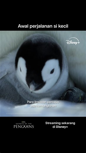 Dari kecil udah dibiasain bisa bergaul 🐧 Streaming National Geographic's #SecretsOfThePenguins di #DisneyPlusID.