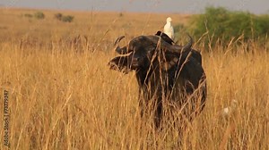 Starling buffalo and egret on the back of the African buffalo
