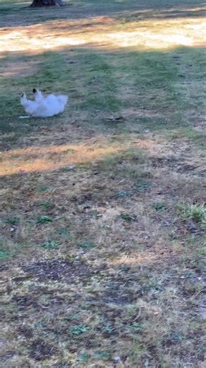 Happy dogs and we were joined by Helen with Blue and Tui 💕 | Pegasus Pet and Child Care