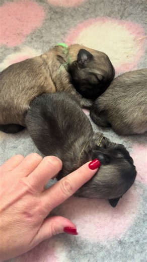 Tibetan spaniel 2 weeks old puppies ❤️ #tipsu #puppy #tibetanspaniel #eestikoerad