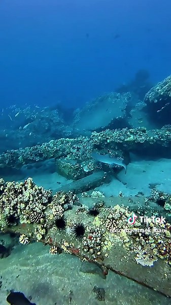 Shadowing a Reef Shark in Maui's Ocean Life