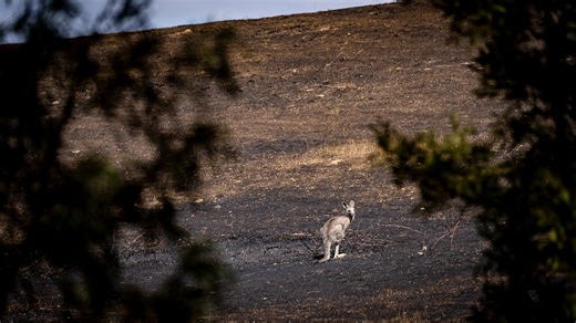 Victoria's animal populations suffer as state is ravaged by bushfires, extreme heat