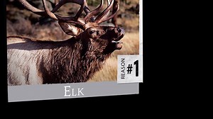 36K views · 1.4K reactions | Thanks to hunters, elk populations have rebounded. #HuntingIsConservation #RMEF | Rocky Mountain Elk Foundation | Facebook
