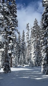 Lost Trail Ski Area, on the border of Montana and Idaho, is best known for its awesome powder and incredible glade skiing. You may not have known, though, about the team that keeps it all running. Learn more about the ski patrol and the rest of the Lost Trail family at the link in our bio. #MontanaMoment #ColdSmoke #PowderDay | Visit Montana