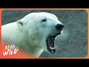 Polar Bears: Inside the Kings of the Arctic | Inside Nature's Giants